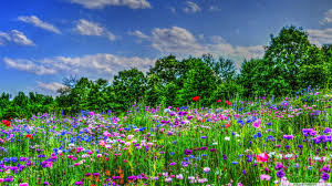 Wildflower Field Bakgrund And Bakgrund 1366x768 Id 675633 Wallpaper Abyss 10,848 transparent png illustrations and cipart matching wildflower. wildflower field bakgrund and bakgrund