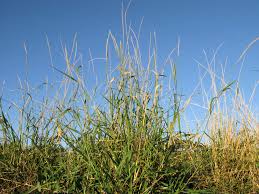 Image result for Setaria incrassata