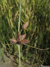 Image result for Bolboschoenus