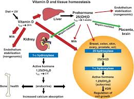 Vitamin d may be supplemented in active or inactive forms. New Insights Into The Vitamin D Requirements During Pregnancy Bone Research