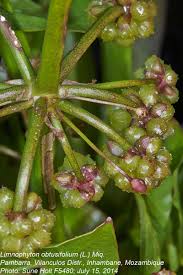Image result for Limnophyton obtusifolium