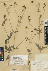 Image result for Bidens baumii