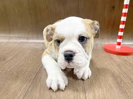We provide a complete guide for the breed. Victorian Bulldog Puppies Petland Lancaster Ohio