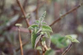 Image result for Pycnostachys ruandensis