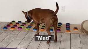 Check spelling or type a new query. Competitions Australian Dog Lover