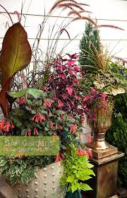 Summer Containers P Stock Photo By Jerry Pavia Image 0530333