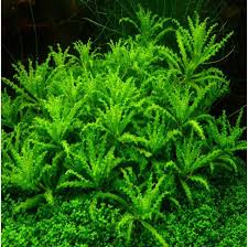 Image result for Pogostemon aquaticus