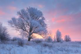 Когда туман отступил.... Морозное утро в Калининградской области. Январь  2018.Photographer: В… | Фотографии природы, Пейзажная фотография,  Садово-парковое искусство