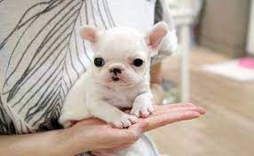 Sweet nugget ❤, a teacup french bulldog puppy, teacup frenchie puppy, @rollyteacuppuppies. South Africa Tiny Teacup French Bulldog Puppies For Sale French Bulldog Puppies Bulldog Puppies Teacup French Bulldogs