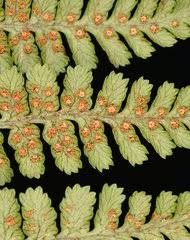 Image result for Dryopteris athamantica