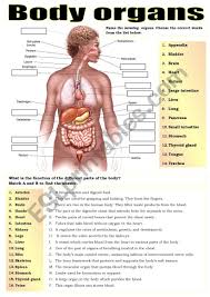 The human body organs of different types and can be grouped into sections like of digestion: Body Parts Organs Esl Worksheet By Pilarmham