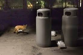 Vektorgrafiken tierspuren vektorbilder tierspuren depositphotos : Wilde Tiere In Der Stadt Pindactica