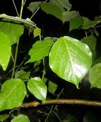 Kumpulan gambar tentang gambar daun dadap, klik untuk melihat koleksi gambar lain di kibrispdr.org. Jual Tanaman Dadap Serep Bibitbunga Com