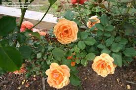 Image result for Autumn Rose 1958 Kelvinator