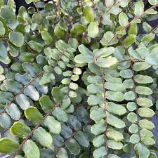 Image result for Pellaea dura