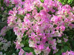 Bougainvillea Pink And White Surprise Organic Gardening Books Organic Gardening Tips Gardening Zones
