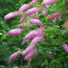 In spring it grows a coat of tapering leaves up to ten inches. Pink Delight Butterfly Bush Plantingtree