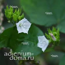 Image result for Jacquemontia paniculata