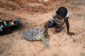 We did not find results for: Rescuing Sea Turtles From Fishermen S Nets The New York Times