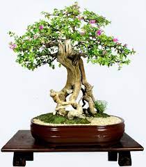 The best rooms to keep indoor bonsai in tend to be kitchens and bathrooms due to the moisture from the taps and sinks. Images From The Kpsb 2013 Bonsai And Suiseki Exhibit And Competition Bonsai Tree Bonsai Tree Types Bonsai