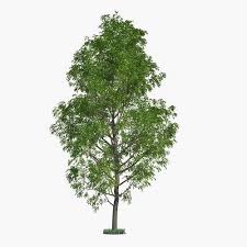 The best trees for privacy are fast growing trees with a simple elegance planted in classic lines. 6 Hybrid Poplar Tree Cuttings Fast Growing Shade Or Privacy Trees 6 Poplar Trees Farm Ranch Patio Lawn Garden Urbytus Com