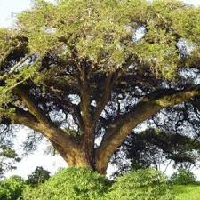 Image result for Acacia pilispina