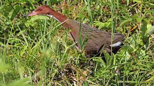 Extinct Species Of Bird Came Back From The Dead Scientists Find Cnn