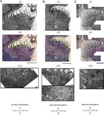 Maybe you would like to learn more about one of these? Plos One Teething During Sleep Ultrastructural Analysis Of Pharyngeal Muscle And Cuticular Grinder During The Molt In Caenorhabditis Elegans