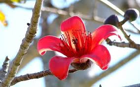 Tree with red flowers india. Bombax Ceiba Semal Tree Red Kapok Red Silk Cotton à¤†à¤‰à¤Ÿà¤¡ à¤° à¤ª à¤² à¤Ÿ Vegi S Exotic Tropical Orchard Hyderabad Id 16952608162
