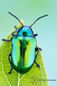 Résultat de recherche d'images pour "metallic green fig beetle"