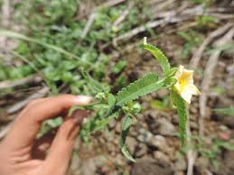 Image result for Sida spinosa