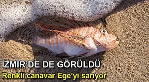 Ege Sularinda Zehirli Aslan Baligi Istilasi Gundem