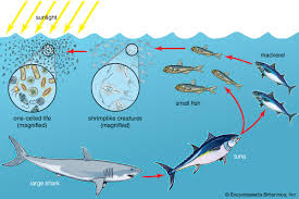 So their food chains overlap and connect. Food Chain Kids Britannica Kids Homework Help