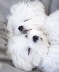 Black And White Maltese Puppy Oh My Friggin G D Maltese Puppy Cute Baby Animals Cute Dogs