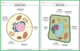 Check Out These Animal And Plant Cell Posters From Super Teacher Worksheets Our Collection Of Science Resources Spans Topics Animal Cell Cell Parts Plant Cell