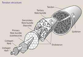 It can be used by a teacher or student for academic purposes. Tendon And Ligament Basic Science Injury And Repair Orthopaedics And Trauma