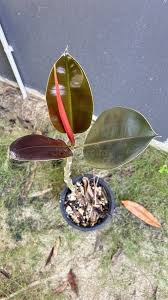 Image result for ficus elastica flower
