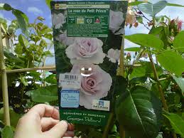 Le petit prince devient l'ami de cette rose fragile et belle. In The Name Of The Rose The Little Prince