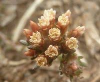 Image result for Helichrysum lineare