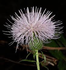 Image result for Cathormion altissimum