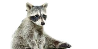 Raccoons have some of the most dexterous hands in nature, as anyone who's had a garden, cooler, or garbage can broken into by one of them knows. Raccoon Poop Is Very Bad Catalyst Magazine