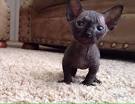 31 Best Hairless And Munchkin Cats images | Cats, Munchkin ...