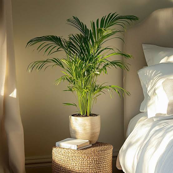 Areca Palm
