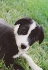Red Short Haired Border Collie