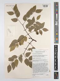 Image result for Erythrophleum