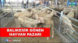 Balikesir Gonen Hayvan Pazari Youtube