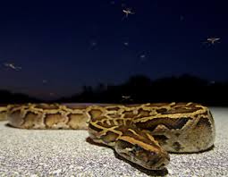 More than 20000 coloring books to print and painting. Interactions Between The Invasive Burmese Python Python Bivittatus Kuhl And The Local Mosquito Community In Florida Usa