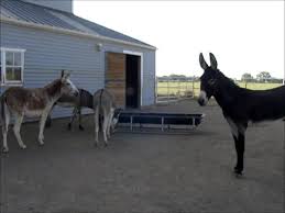 Check spelling or type a new query. Donkeys Watching Donkeys Watching Youtube Morning Bray Farm
