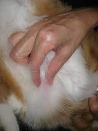 Cats are tricky because they hide disease well. Large Lump On Cat Belly