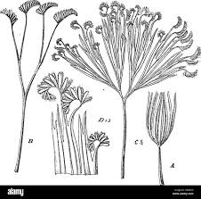 Image result for Schizaeaceae